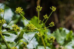 Lomatium lucidum