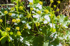 Lomatium lucidum
