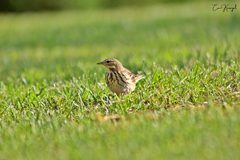 Anthus trivialis