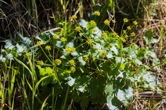Lomatium lucidum