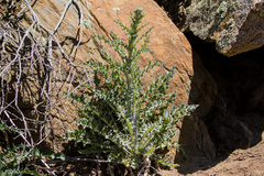 Cirsium occidentale occidentale