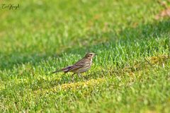 Anthus trivialis