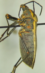 Largus maculiventris