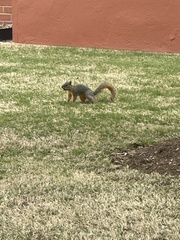 Sciurus niger