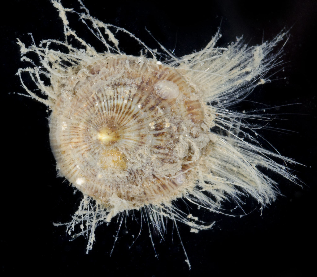 Discradisca antillarum