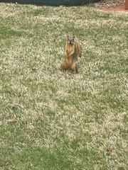 Sciurus niger