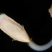 Glottidia pyramidata - Photo (c) smithsonian_marinegeo, some rights reserved (CC BY-NC-SA), uploaded by smithsonian_marinegeo