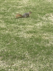 Sciurus niger