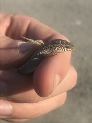 Chalcides ocellatus ocellatus