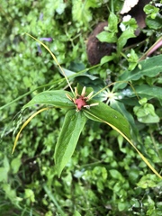 Paris polyphylla stenophylla