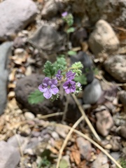 Phacelia bombycina