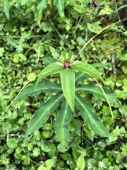 Paris polyphylla stenophylla