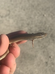 Chalcides ocellatus ocellatus
