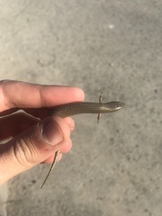 Chalcides ocellatus ocellatus