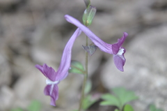 Corydalis caucasica