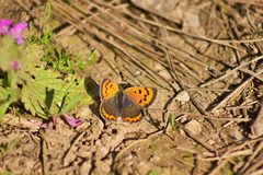 Lycaena phlaeas