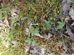 Hydrophyllum capitatum