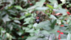 Verrucosa meridionalis