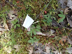 Hydrophyllum capitatum