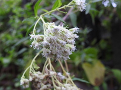 Austroeupatorium inulifolium