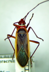 Dysdercus obscuratus