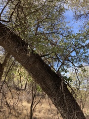 Quercus emoryi