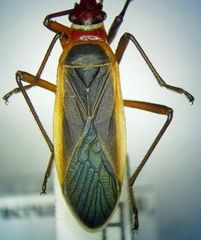 Dysdercus obscuratus