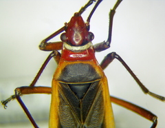 Dysdercus obscuratus