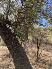 Quercus emoryi