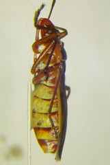 Dysdercus obscuratus