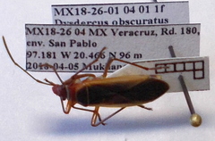 Dysdercus obscuratus
