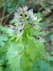 Delphinium trolliifolium