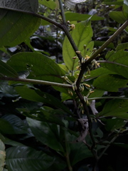 Witheringia solanacea