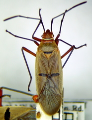 Dysdercus obliquus