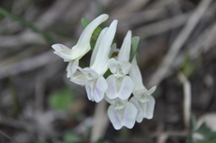 Corydalis caucasica