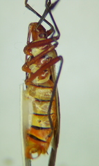 Dysdercus obliquus