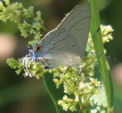 Hypolycaena philippus