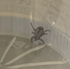 Dermacentor variabilis