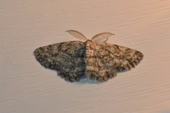 Hypomecis umbrosaria