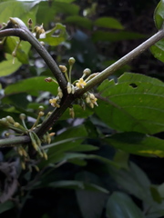 Witheringia solanacea