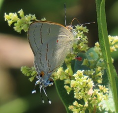 Hypolycaena philippus