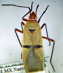 Dysdercus obliquus