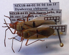 Dysdercus obliquus