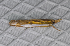 Crambus sperryellus