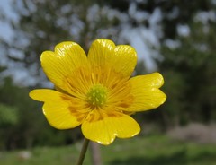 Ranunculus tuberosus
