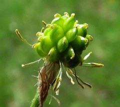 Ranunculus tuberosus