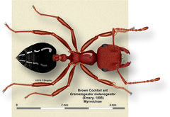 Crematogaster melanogaster