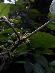 Witheringia solanacea