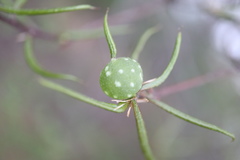 Dryocosmus quercuslaurifoliae