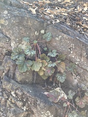 Heuchera sanguinea